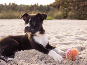 short-coated black and white puppy playing on gray sands